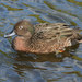 Brown Teal - Photo (c) Duncan, some rights reserved (CC BY-SA)
