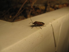 Physopelta gutta gutta