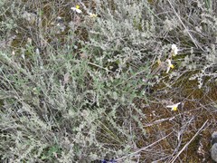 Helianthemum asperum