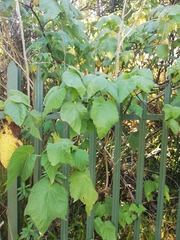 Sparrmannia africana