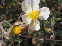 Helianthemum asperum