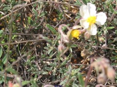 Helianthemum asperum