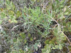 Bupleurum fruticescens