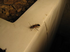 Physopelta gutta gutta