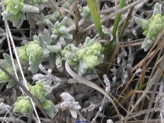 Teucrium gnaphalodes