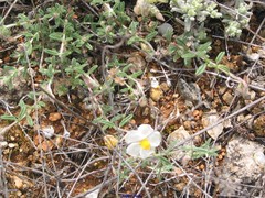 Helianthemum asperum