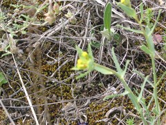 Euphorbia serrata