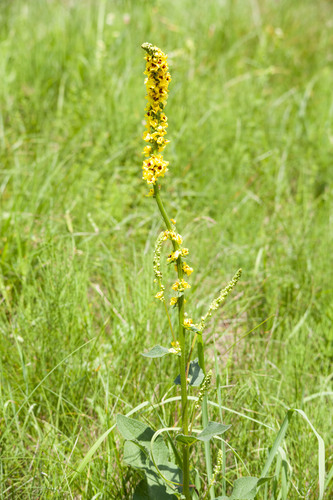 Dark Mullein