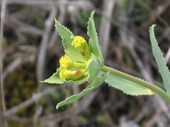 Euphorbia serrata
