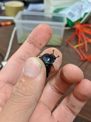 Nicrophorus concolor