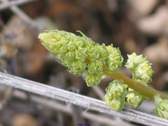 Reseda lutea