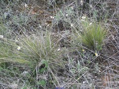 Macrochloa tenacissima