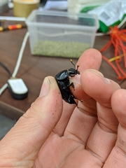 Nicrophorus concolor