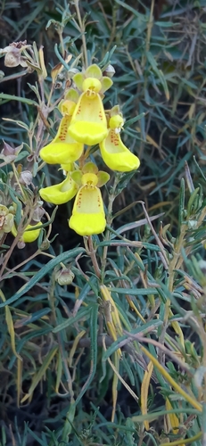 Calceolaria buchtieniana (Calceolaria buchtieniana)