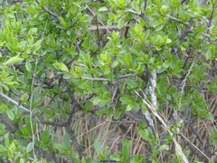 Rhamnus saxatilis