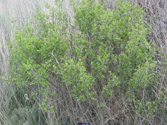Rhamnus saxatilis