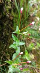 Epilobium amurense