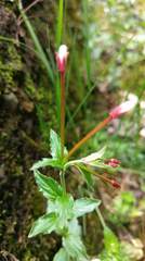 Epilobium amurense