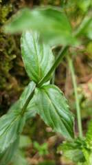 Epilobium amurense
