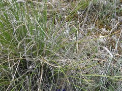 Macrochloa tenacissima