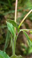 Epilobium amurense