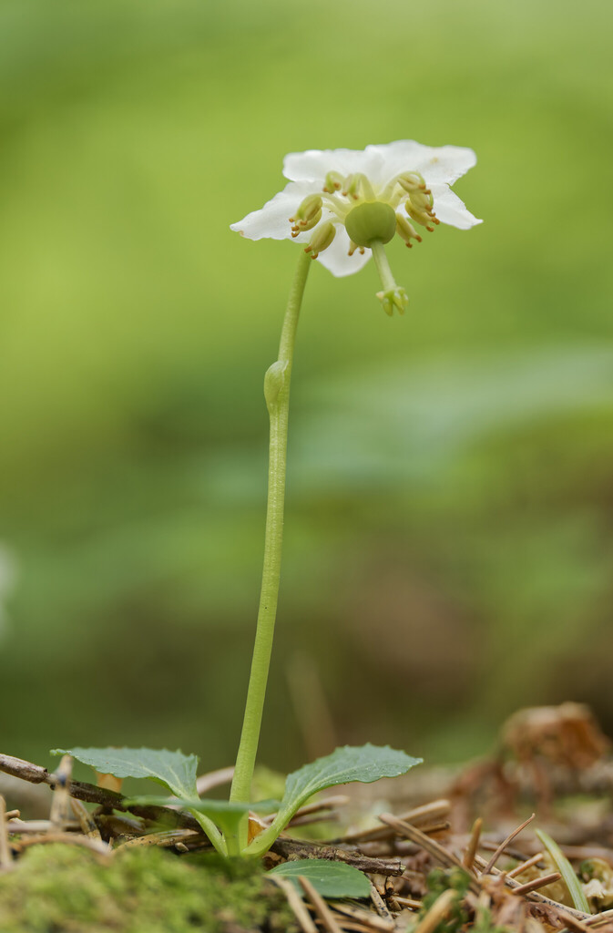 One-flowered Wintergreen