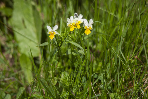 Wild Pansy