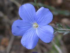 Linum narbonense