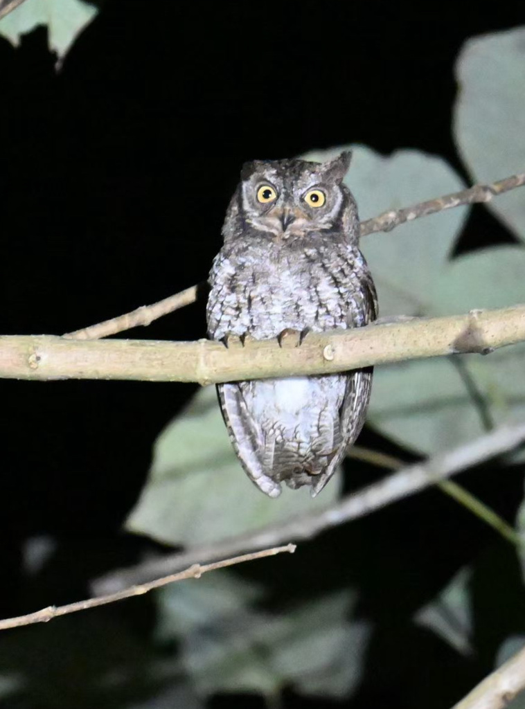 Celepuk rinjani (Otus jolandae)