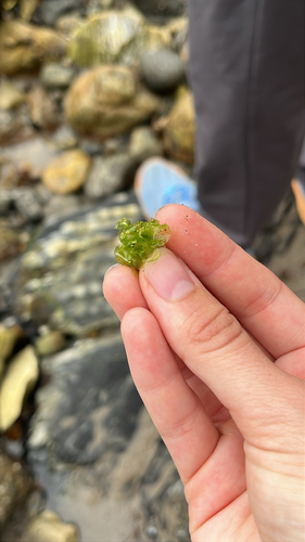 Ulva californica, 2026-07-19