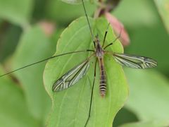 Tipula vernalis