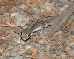 Diplodactylus vittatus