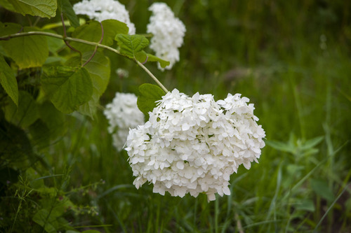 wild hydrangea