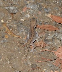 Diplodactylus vittatus