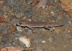 Diplodactylus vittatus