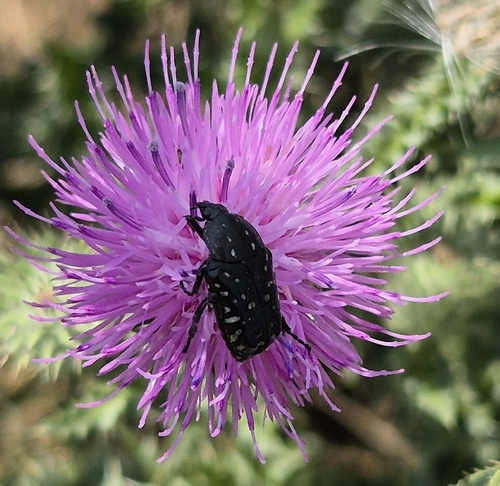 Mediterranean Spotted Chafer