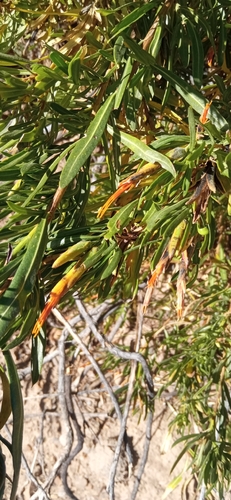 Mutisia orbignyana, photograph 3