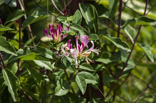 Common Honeysuckle