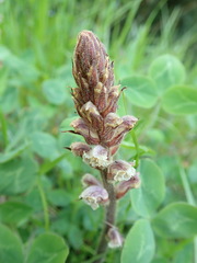 Orobanche minor