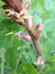 Orobanche minor