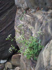 Peucedanum japonicum
