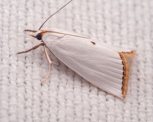 Snowy Urola Moth photo 6