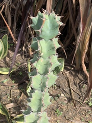 Euphorbia coerulescens
