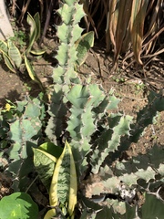 Euphorbia coerulescens