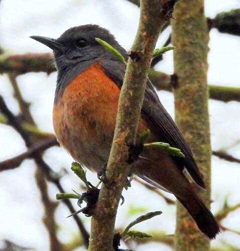 Little Rock Thrush (Monticola rufocinereus)