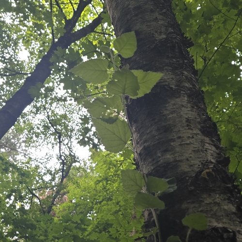 Наблюдение на iNaturalist