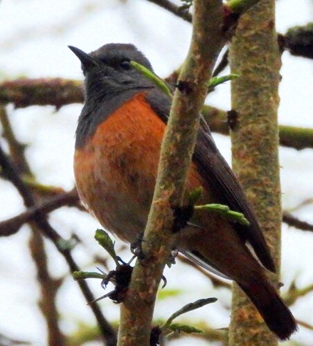 Little Rock Thrush (Monticola rufocinereus), photo 2