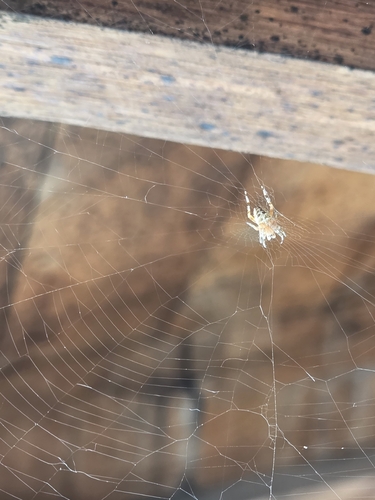 Cross Orbweaver