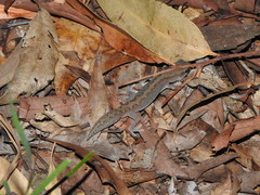 Diplodactylus vittatus