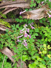 Corydalis decumbens